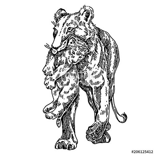 500x500 Lioness Is Carryng A Lion Cub. Sketch. Engraving Style. Vector - Lion And Lioness Sketch