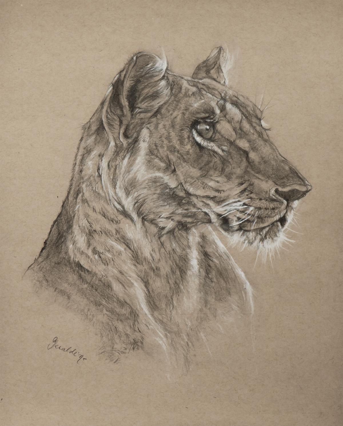 1200x1491 Lioness Sketch Artists For Conservation Members Gallery - Lion And Lioness Sketch