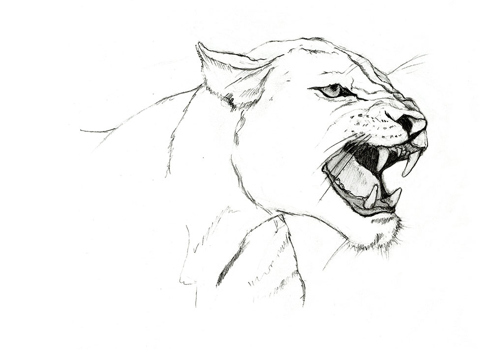 How To Draw The Face Of A Lioness Worksheet Drawing S - vrogue.co