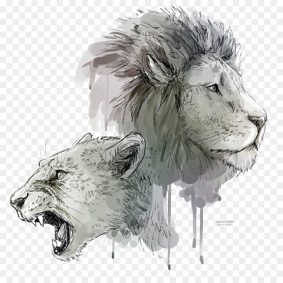 900x900 Lions Roar Drawing - Lion And Lioness Sketch