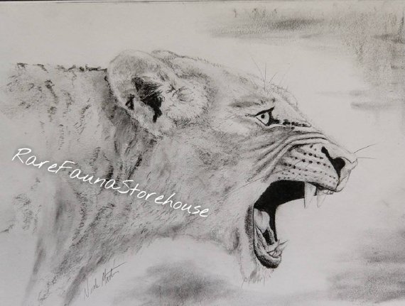 570x431 Original Charcoal Drawing Lion Wall Art Lioness Sketch With Etsy - Lion And Lioness Sketch