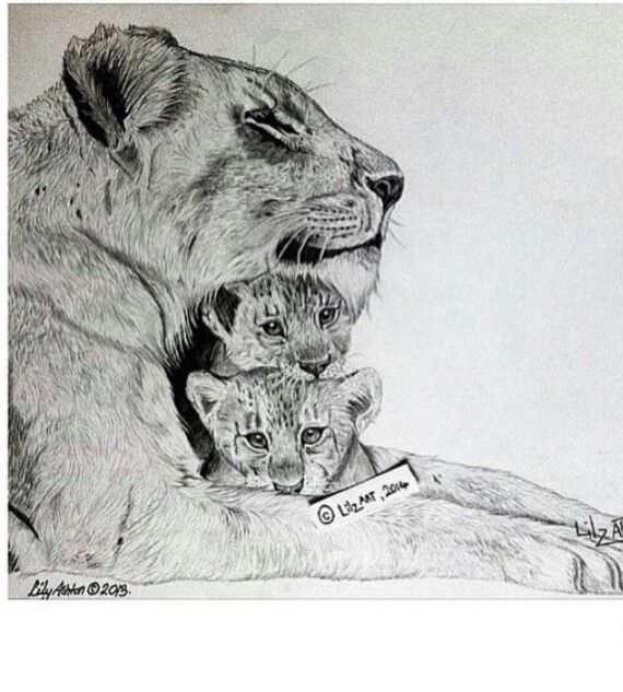 570x633 Beautiful Sketch Of Lioness And Her Cubs, I Would Put 3 Or Maybe 4 - Lion And Lioness Sketch