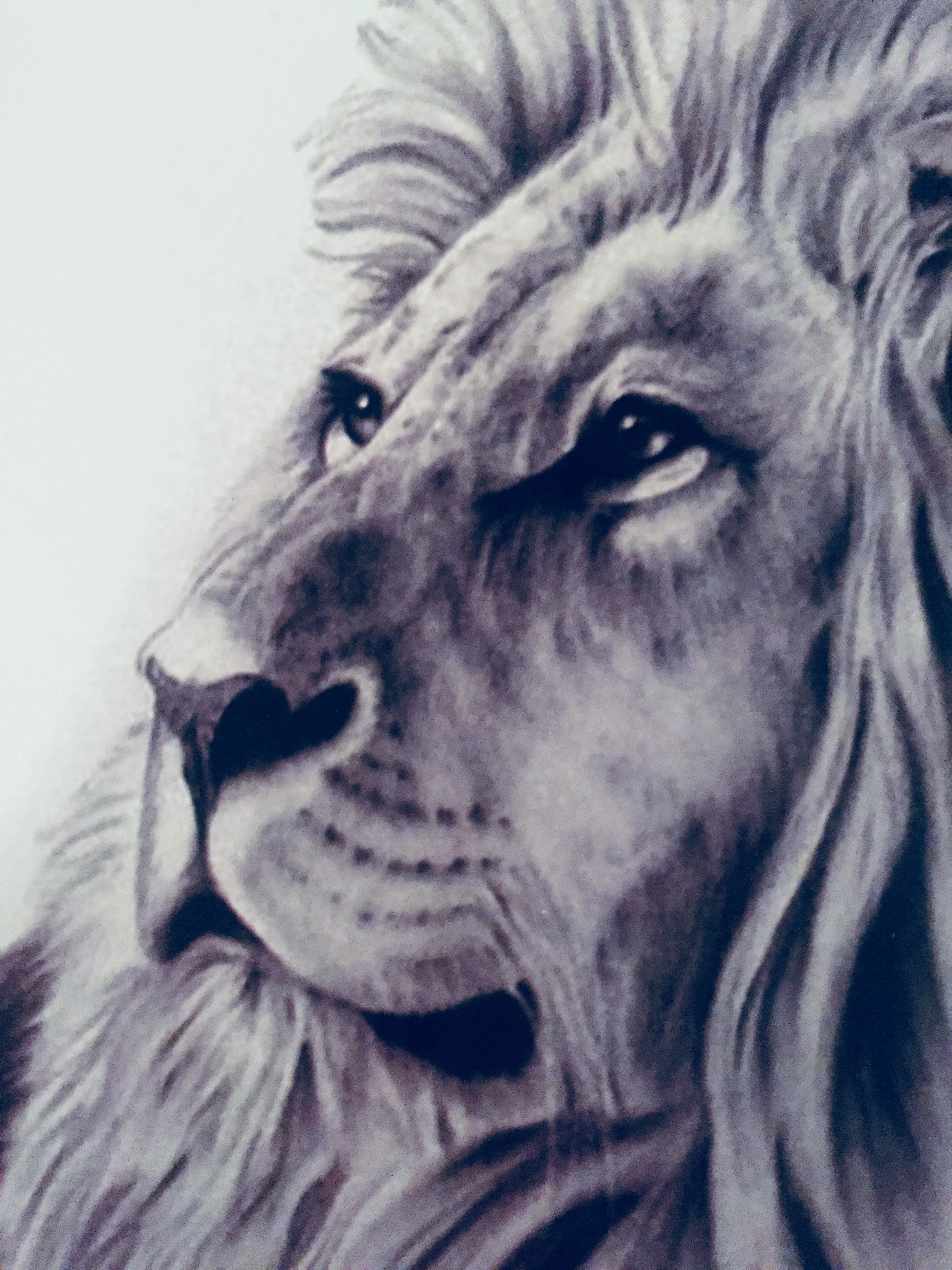 54 Free Download Tattoo Ideas Lioness HD Tattoo Photos