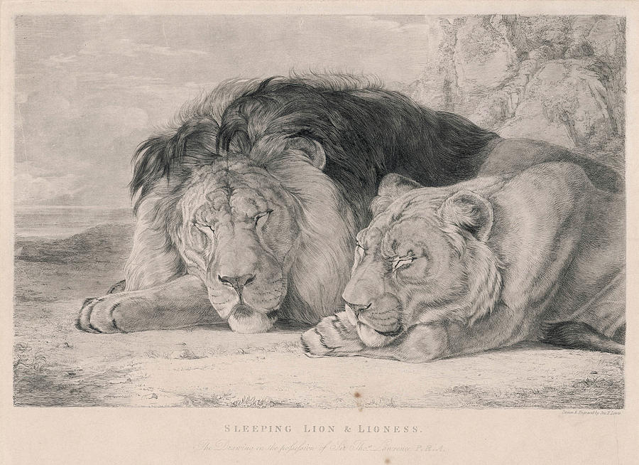 900x654 A Sleeping Lion And Lioness Drawing By Mary Evans Picture Library - Lion And Lioness Sketch