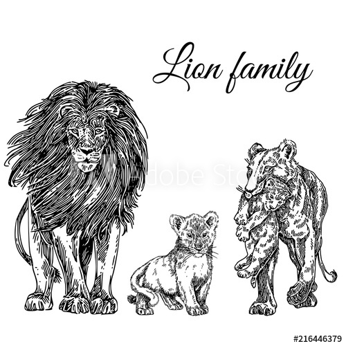500x500 Animals Set. Lion Family Lion, Lioness And Two Cub. Sketch - Lion And Lioness Sketch