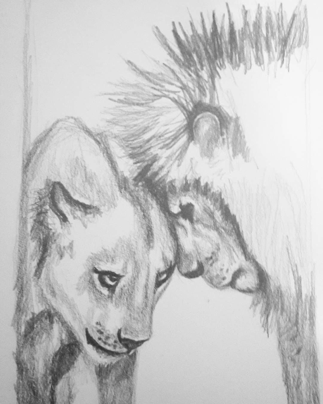 1080x1350 Another Lion W.i.p. - Lion And Lioness Sketch