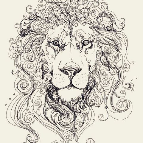 480x480 Images About - Lion Art Sketch