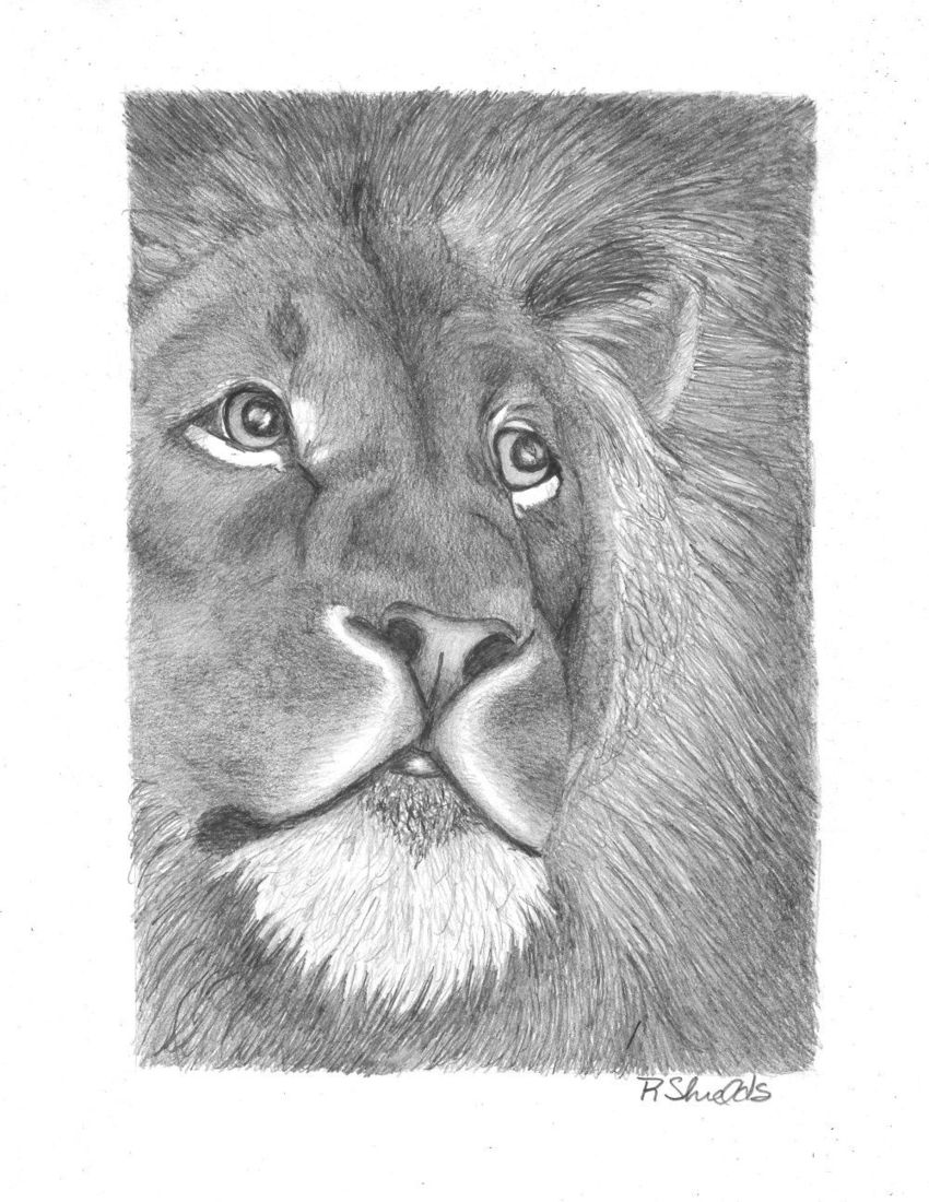 850x1100 Lion 1 Drawings Sketch By Robin Shields - Lion Art Sketch