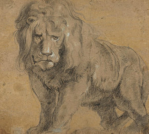 300x269 Lion Drawings Fine Art America - Lion Art Sketch
