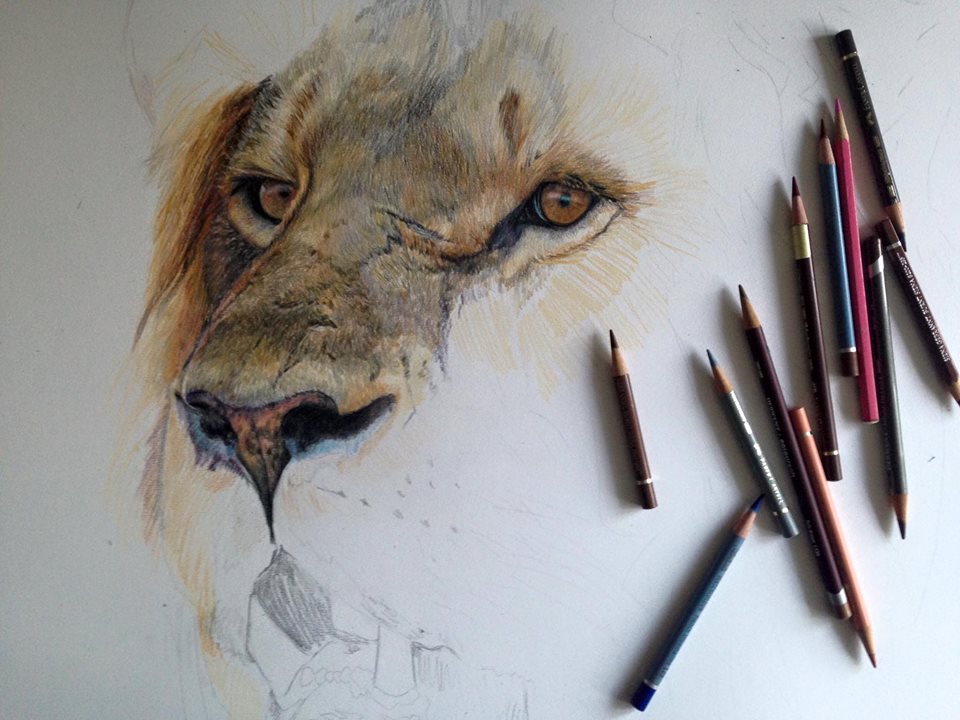 960x720 Behind The Scenes - Lion Art Sketch
