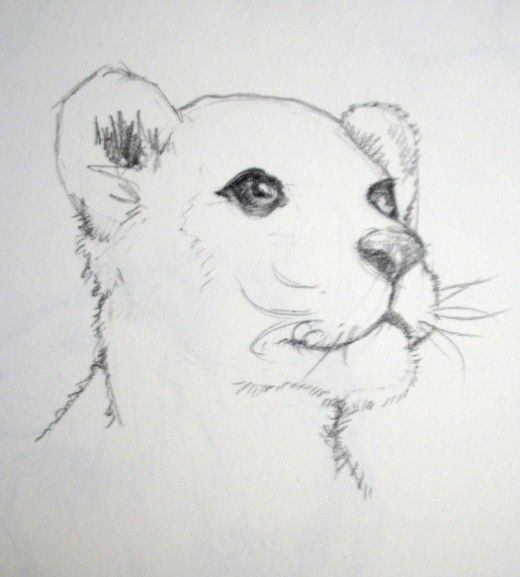520x577 How To Draw A Lion Cub How To Draw 3 Drawings - Lion Cub Sketch