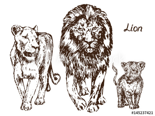 500x375 Lion, Lioness And Lion Cub, Family, Hand Drawn Doodle, Sketch In - Lion Cub Sketch