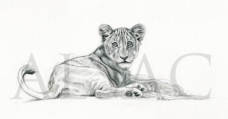 800x420 Lion Cub - Lion Cub Sketch