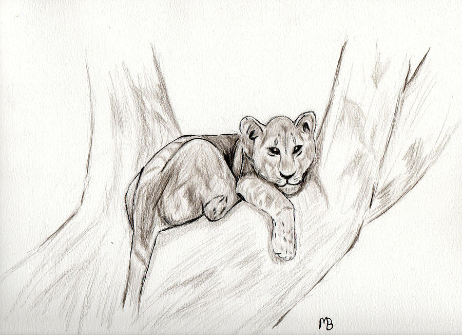 900x652 Lion Cub In Tree Drawing By Martin Barber - Lion Cub Sketch