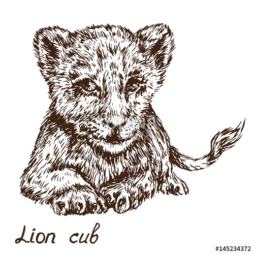 500x500 Lion Cub Lying Portrait, Hand Drawn Doodle, Sketch In Pop Art - Lion Cub Sketch