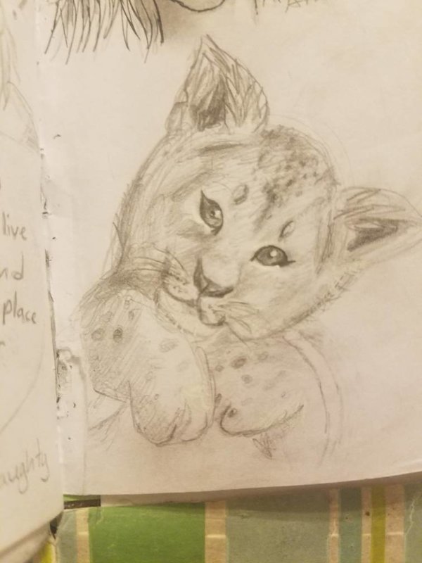600x800 Little Lion Cub Sketch By Asphiandreamer - Lion Cub Sketch