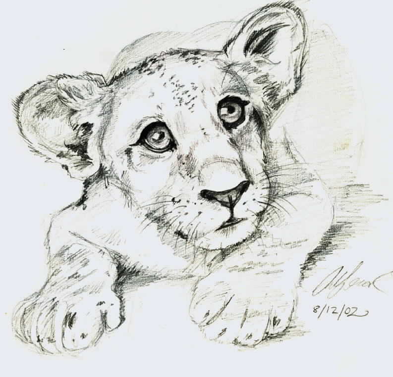 793x762 Lion Cub Sketch By Kique Ass - Lion Cub Sketch