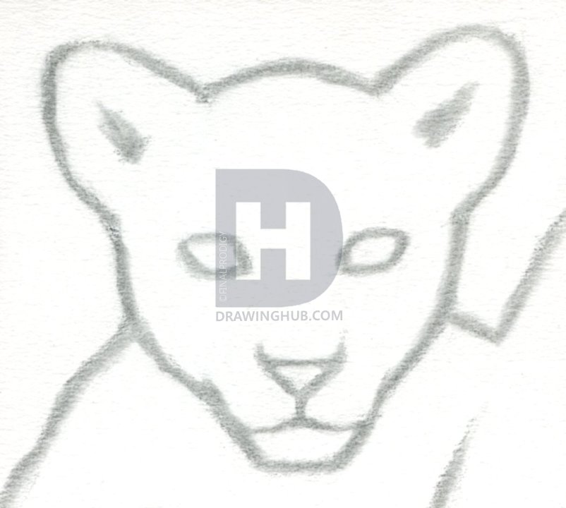 802x720 How To Draw A Lion Cub, Lion Cubs, Step By Step, Drawing Guide, By - Lion Cub Sketch