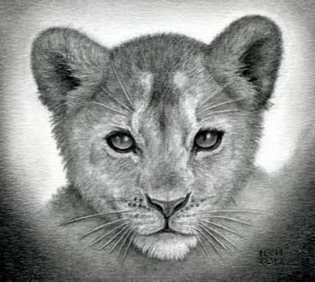 350x314 How To Draw A Lion Cub, Lion Cubs, Step By Step, Safari Animals - Lion Cub Sketch