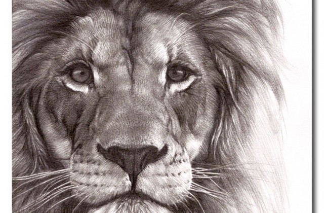 640x420 Drawn Face Lion Free Collection Download And Share Drawn Face Lion - Lion Face Sketch