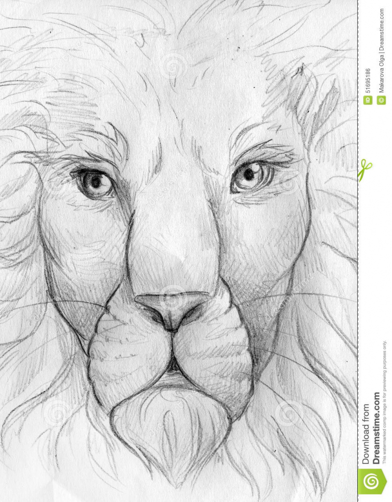 800x1024 Lion Face Sketch Images - Lion Face Sketch Images