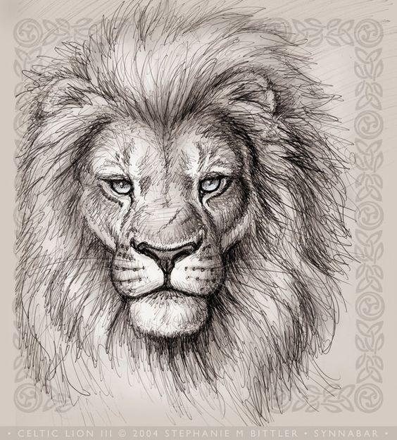 564x625 Lion Head Drawings Celtic Lion Iii Lions Are So Relaxing And - Lion Head Sketch