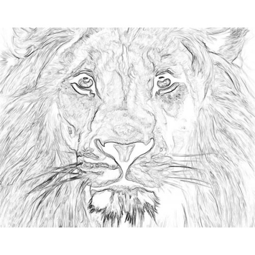 500x500 Lion Head Sketch For Canvas Painting - Lion Head Sketch