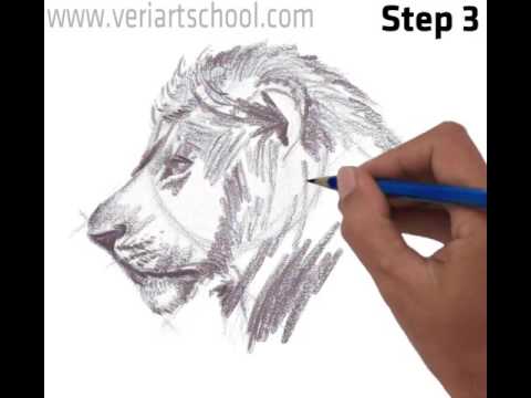 480x360 Male Lion Head, Side View - Lion Head Sketch
