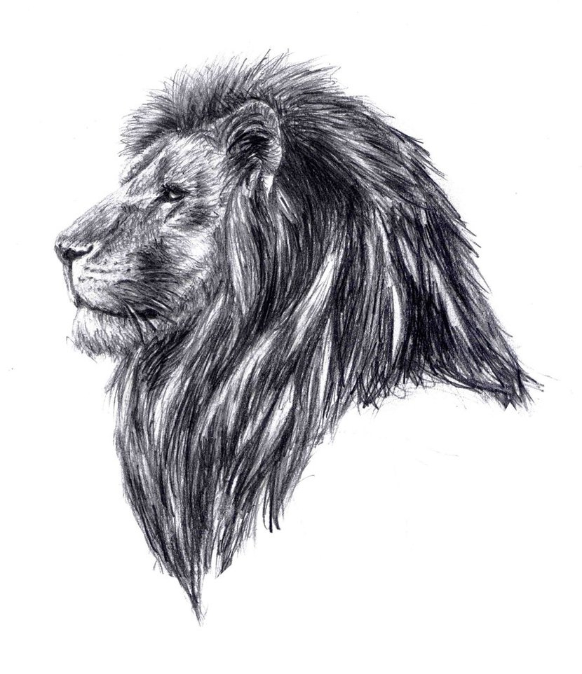 830x962 Sketch Of A Lion Head Lion Headkiwisplash - Lion Head Sketch