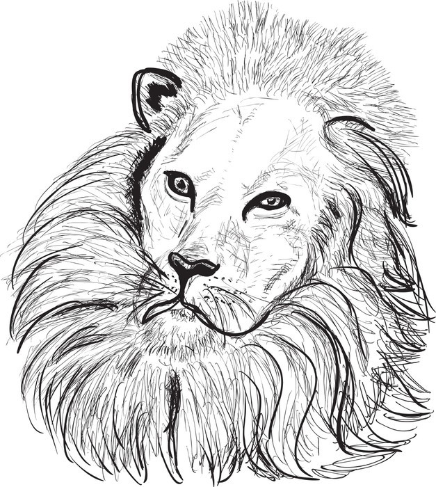 627x700 Lion Head Sketch On White Wall Mural We Live To Change - Lion Head Sketch