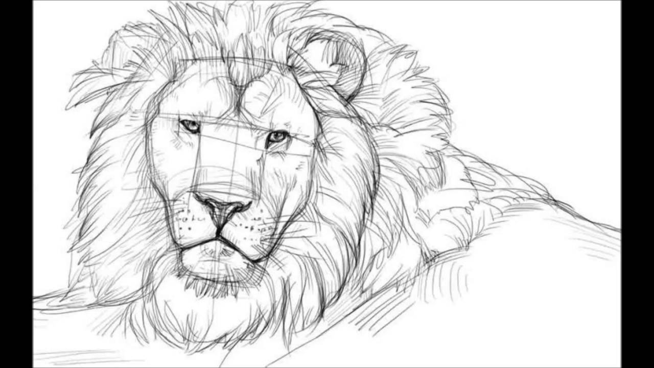 1280x720 How To Draw A Lion Face - Lion Head Sketch