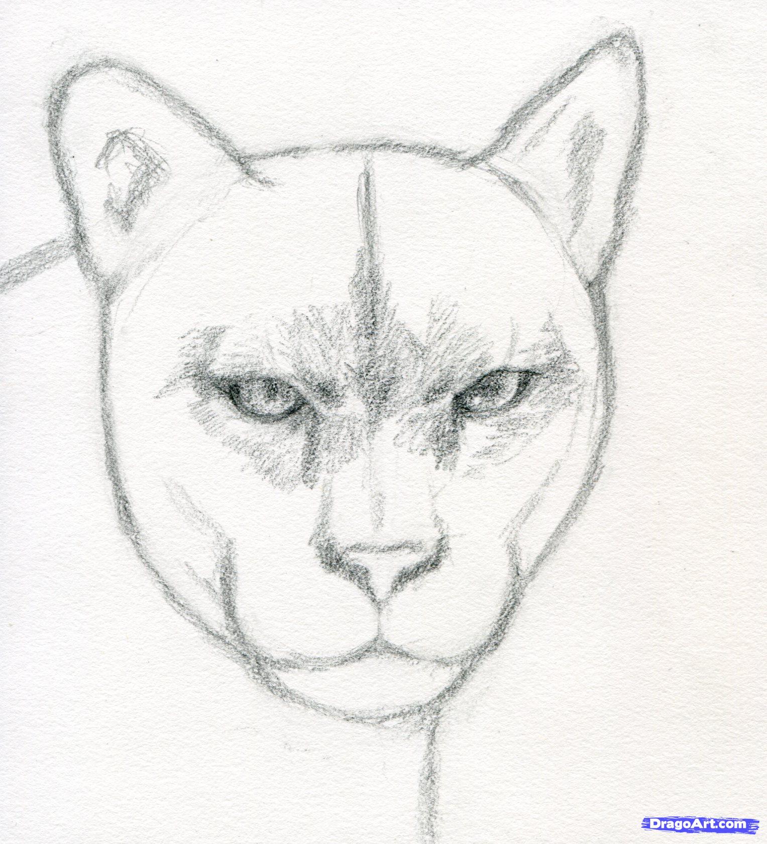 1527x1679 Drawn Cougar Realistic - Lion Head Sketch Step By Step