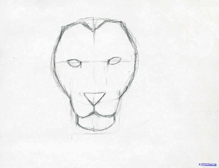 736x564 How To Sketch A Lion Step 6 Inspiration To Create - Lion Head Sketch Step By Step