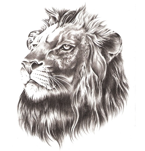 Lion Head Tattoo Sketch at PaintingValley.com | Explore collection of ...