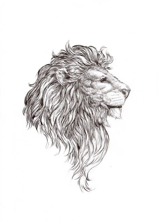 558x768 Awesome Sketch Of Lion Head Tattoo - Lion Head Tattoo Sketch