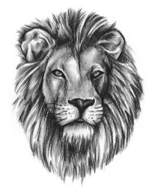 480x622 Lion Head Tattoo Outline Realistic Lion Head Tattoo Drawing - Lion Head Tattoo Sketch
