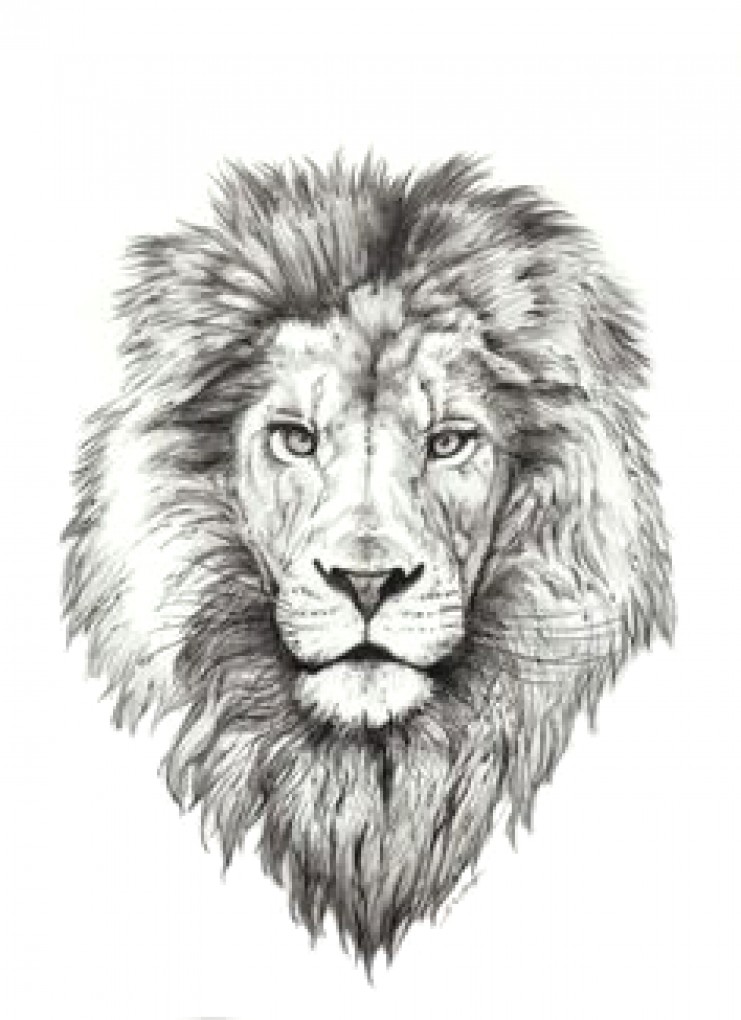 Lion Head Tattoo Sketch at PaintingValley.com | Explore ...