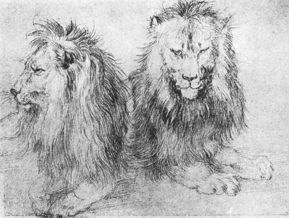 929x700 Filedurer Lions (Sketch).jpg - Lion Images Sketch