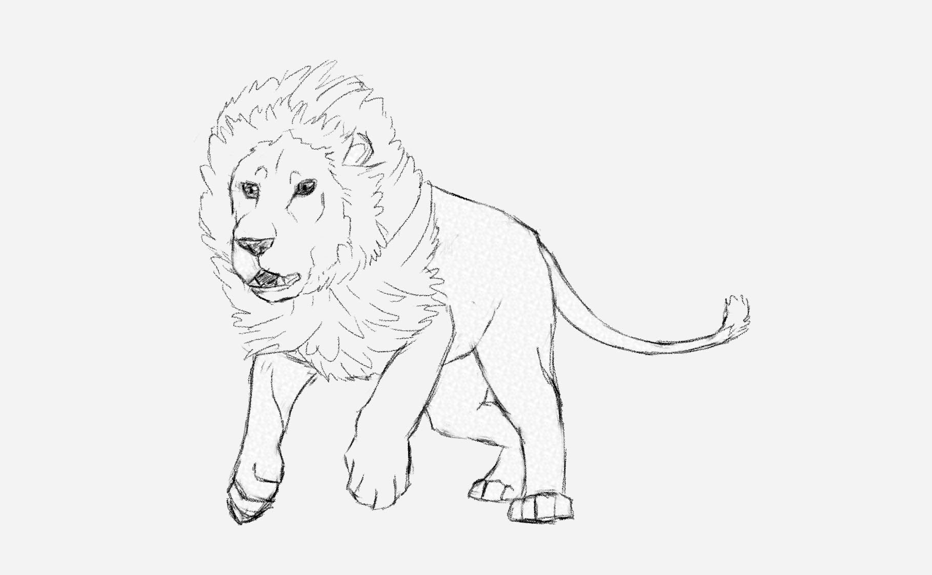 1818x1122 How To Draw A Male Lion Running Art Tutorial - Lion Images Sketch