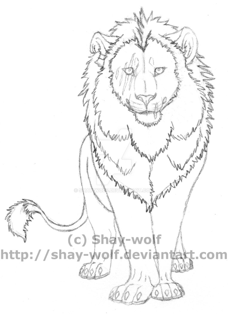 763x1048 Lion Sketch By Shay Wolf - Lion Images Sketch