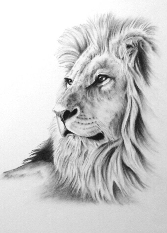 570x796 Charcoal Drawing, 8x10 Original Lion Art, Lion Drawing, Lion - Lion Images Sketch