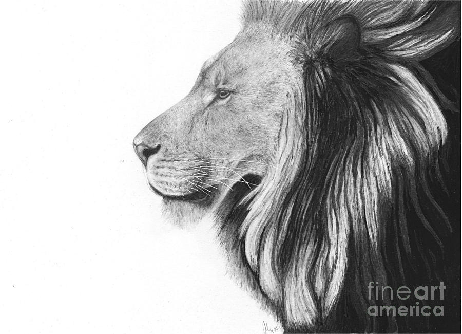 900x650 Lion Of Judah Drawing By Julie Bockes - Lion Of Judah Sketch