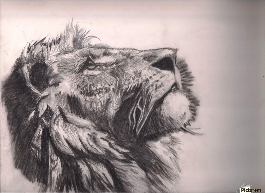 899x654 Lion Of Judah - Lion Of Judah Sketch