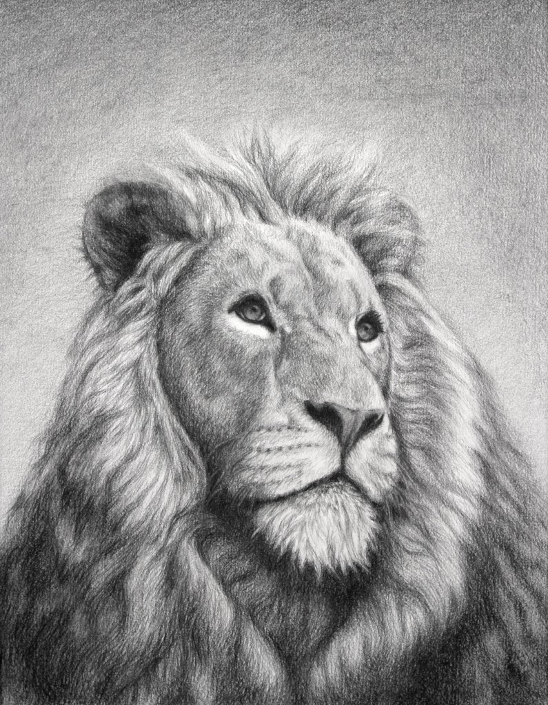 795x1024 The Lion Of Judah, Art Image Of Lion Of The Tribe Of Judah - Lion Of Judah Sketch