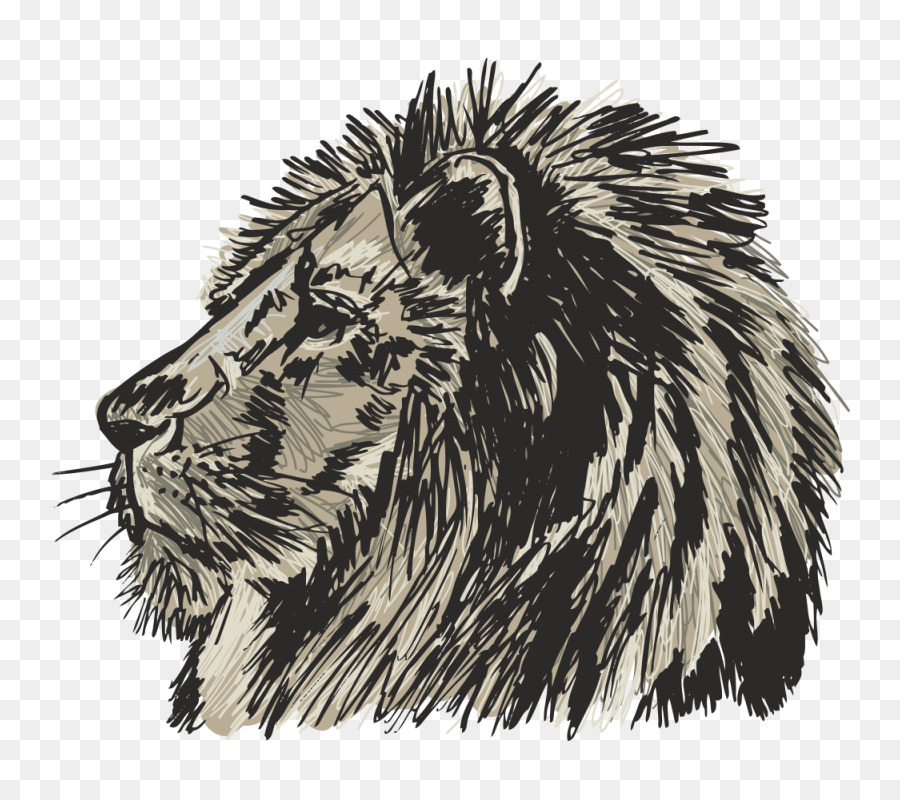 900x800 Lion Felidae Drawing Sketch - Lion Of Judah Sketch