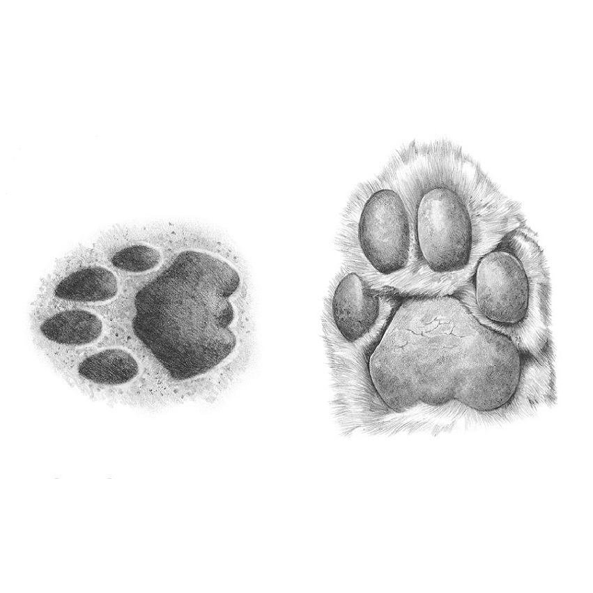 Lion Paw Sketch at Explore collection of Lion Paw