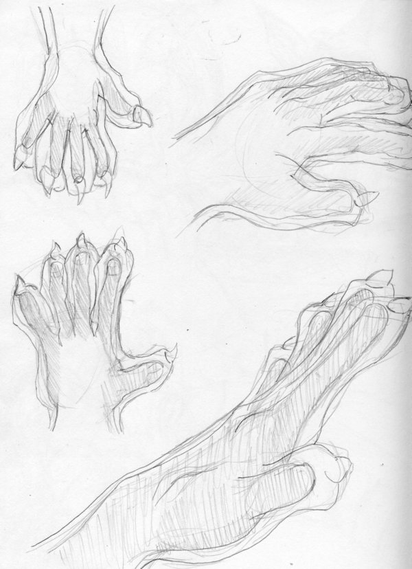 600x828 Anthro Study Paws To Hands By Samoht Lion - Lion Paw Sketch