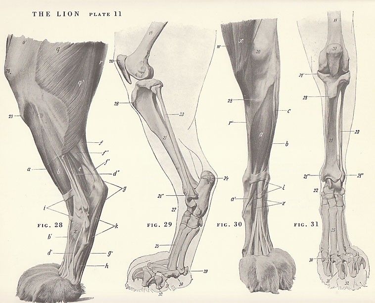 758x613 Lion Paw Anatomy Vintage Lion Paw Foot Anatomiia Zhivotnykh - Lion Paw Sketch