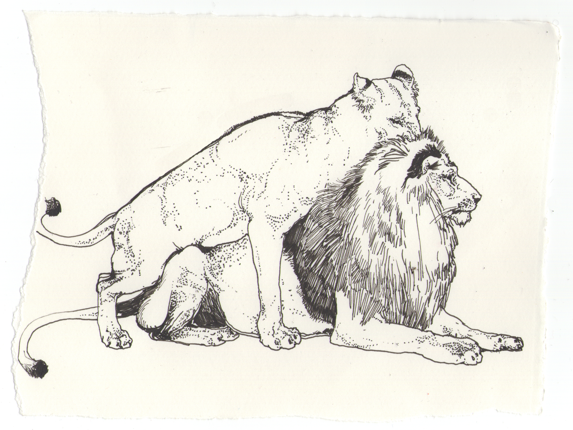 2418x1817 Wallpaper Illustration, Artwork, Tiger, Lion, Wildlife, Big Cats - Lion Paw Sketch