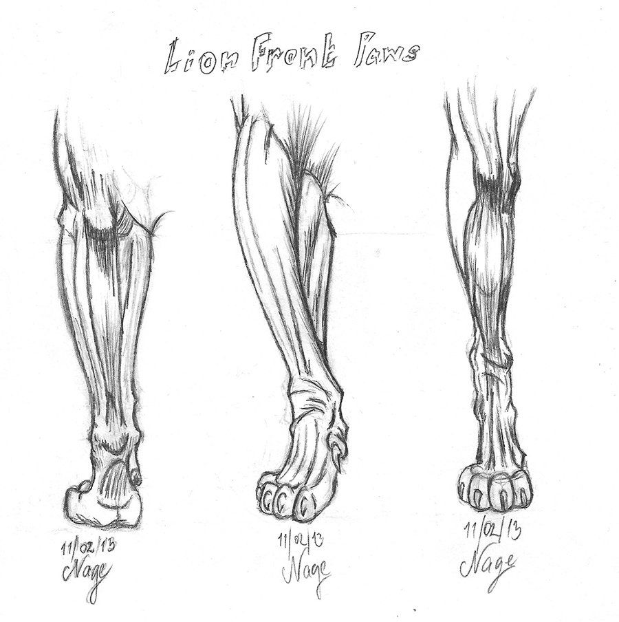 Передняя лапа кошки. Кошачьи лапы референс сзади. Анатомия конечностей Львов. Лапы кота анатомия. Кошачья задняя лапа анатомия.
